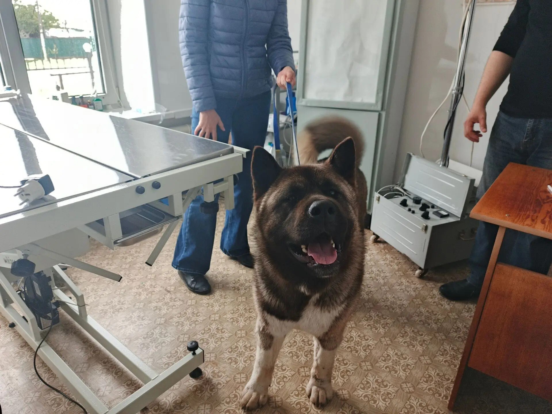 Саратовские ветеринары спасли Джека после схватки с гадюкой